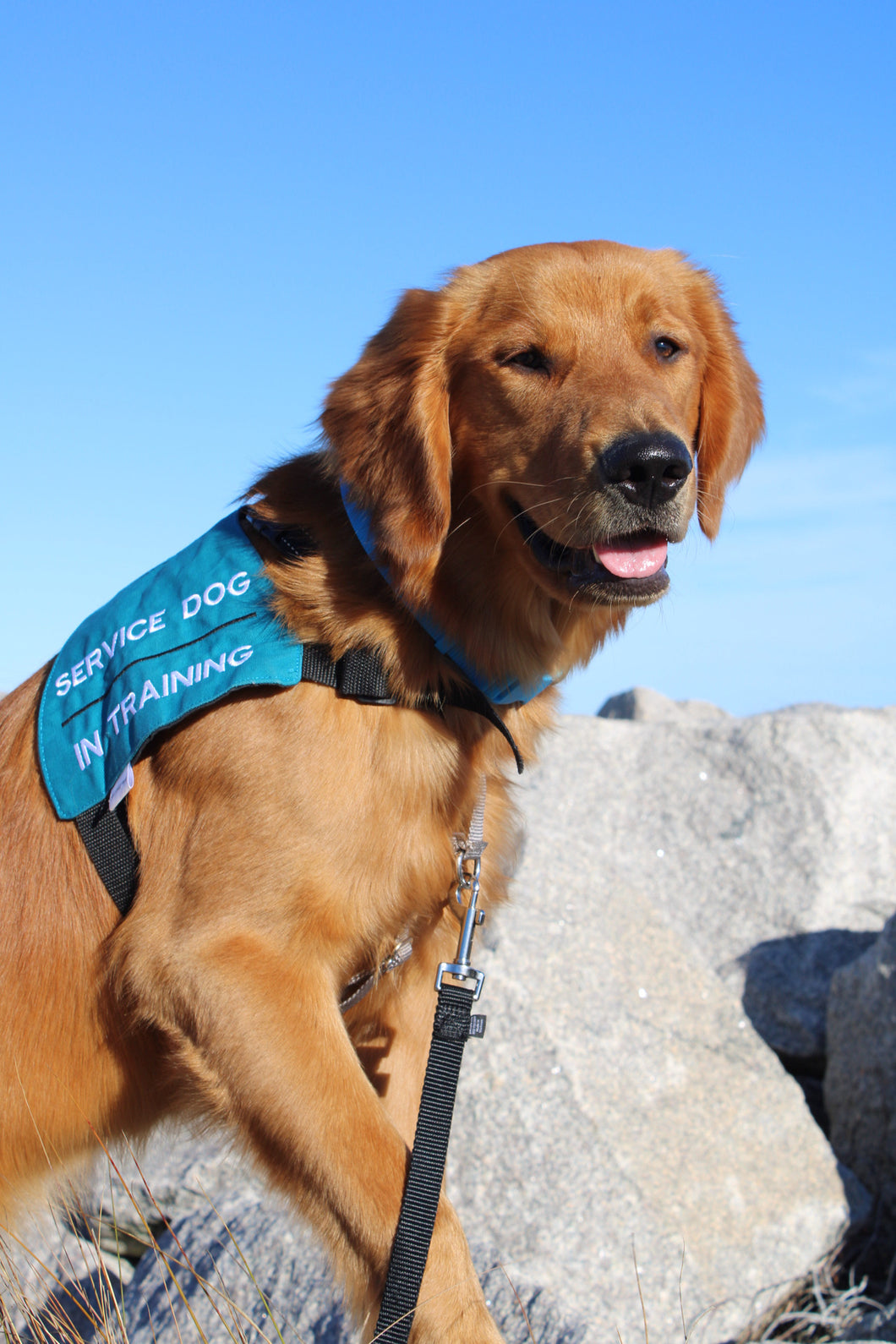 Service Dog Training