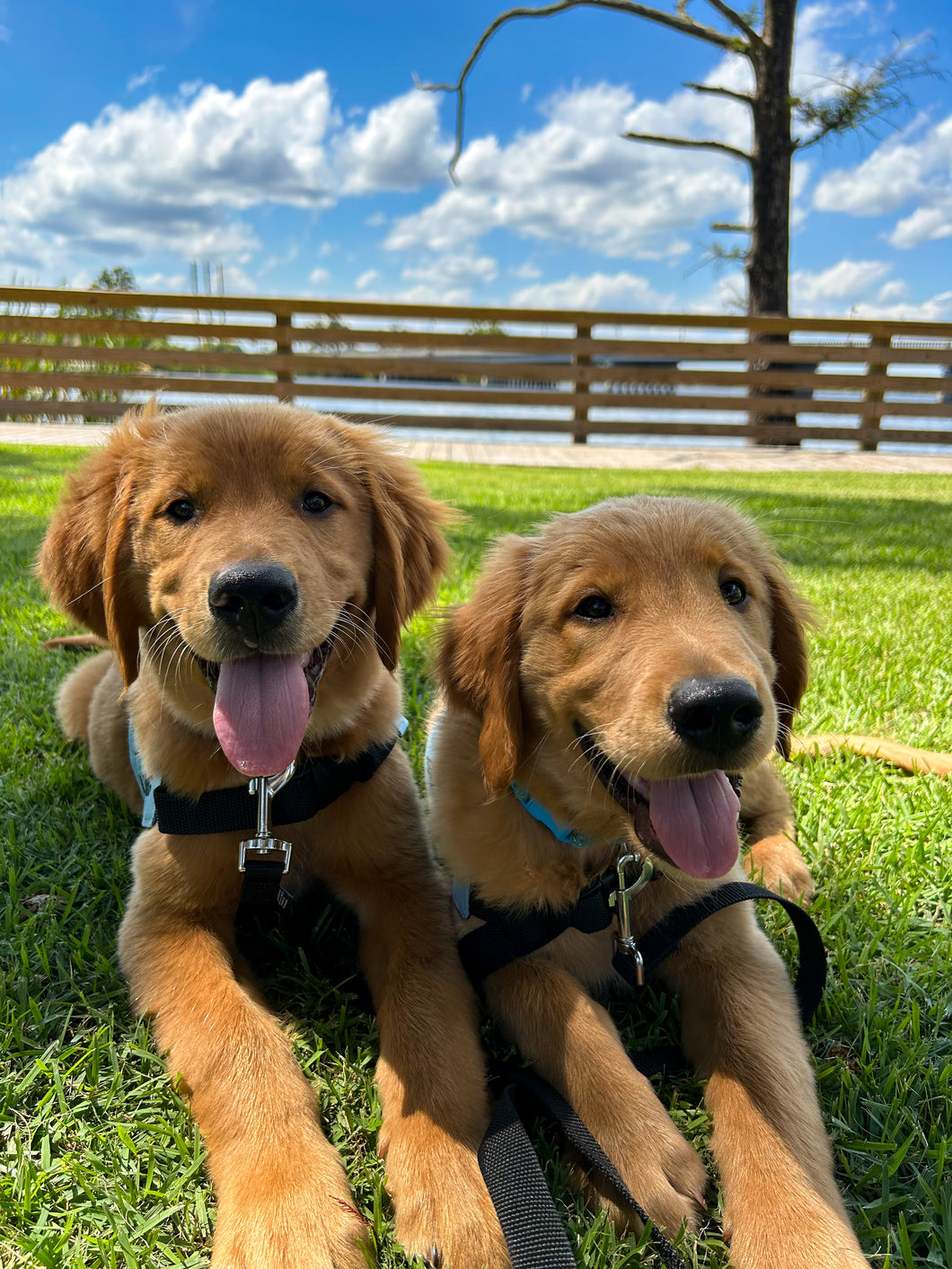 Puppy Classes