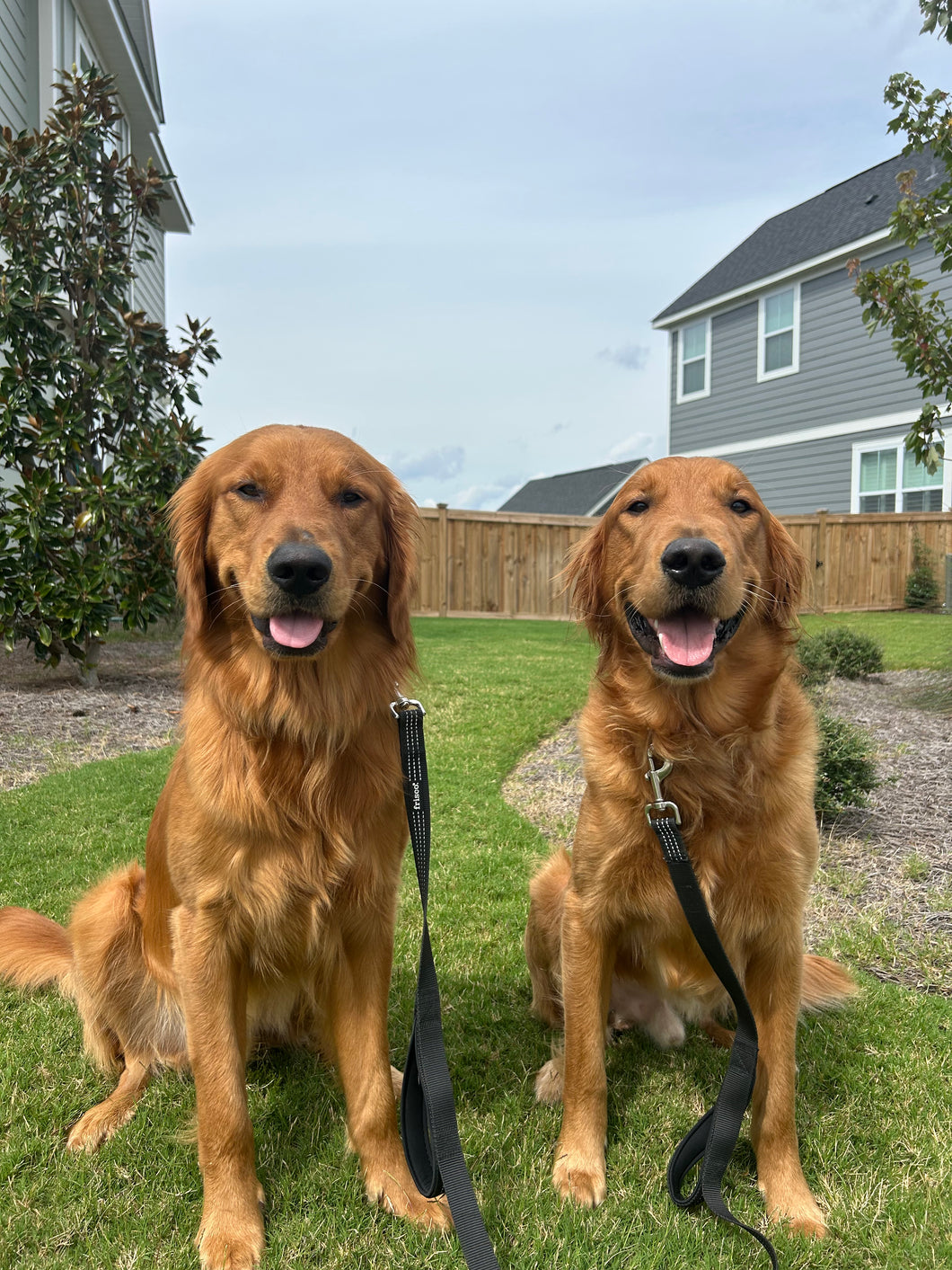 Pet Care Services