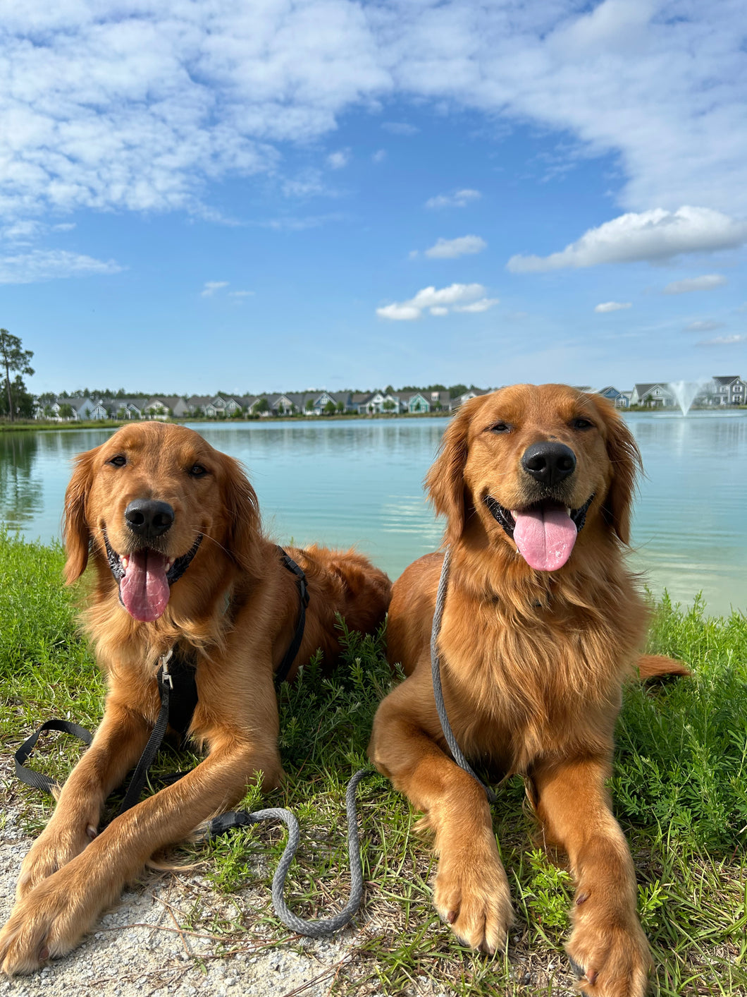 Venture Pup Club